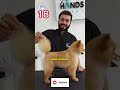 30 TIPOS DE CORTES QUE APRENDERÁS en el Curso de PELUQUERÍA PARA PERROS 😱🐶✂️
