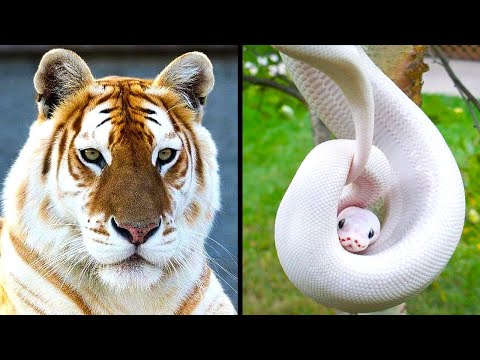 5 Rarest Animals in the World