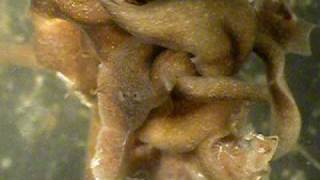planarian feeding frenzy