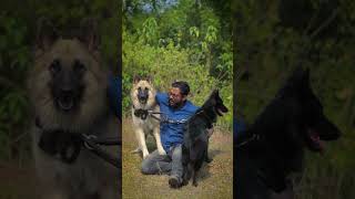Papa Ke Do Anmol Ratan | #shorts #gsdpacklife #dog #gsd