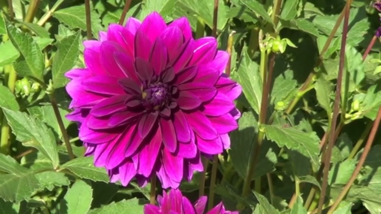 Beautiful Dahlia Flowers Video | Gardening Video | Flowers Video 