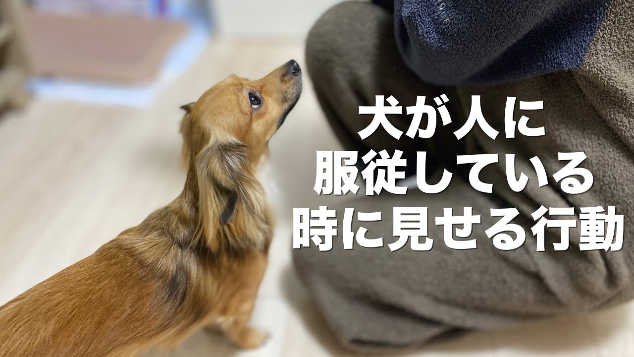 犬が服従している人に見せる行動と犬の上下関係について Youtube