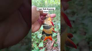 Tiger fish😲 #videoshort