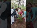 वृक्षारोपण मां शारदा की पावन नगरी में #shortsfeed #viralshorts #reelsinstagram #tending
