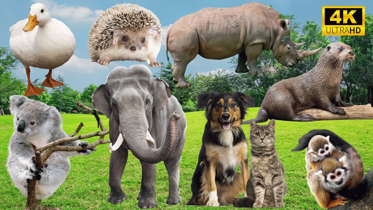 4K Wild Animal Sounds: Duck, Cat, Rhinoceros, Otter, Elephant, Dog ...