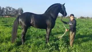 غير اجي و قول أنا مربي خيول | تربية الخيول العربية البربرية في المغرب | Moroccan Horses Breeding