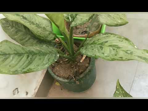 Mere aglaonema plants m flowering Hui h 😁😁summer k kese dekhbhal kre