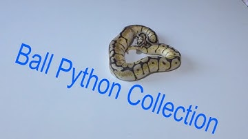 Ball Python Collection 2016