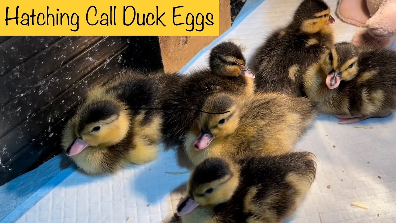 Hatching Call Duck Eggs Start to Finish Incubation & DIY Chick Brooder YouTube