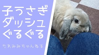 うさぎの赤ちゃんダッシュ ぐるぐる ホーランドロップ Youtube うさぎの赤ちゃんダッシュ ぐるぐる ホーランドロップ Youtube