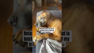 Very true! #rhodesianridgeback #doglife #cutepets #petcontent