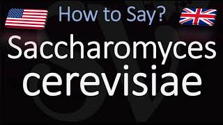 How to Pronounce Saccharomyces cerevisiae? (CORRECTLY) Baking, Winemaking, Brewing Yeast