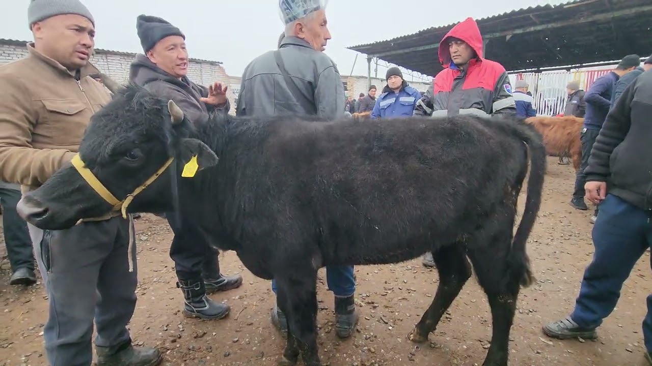 Кучат хуножиноар нархлари асака мол бозоридан