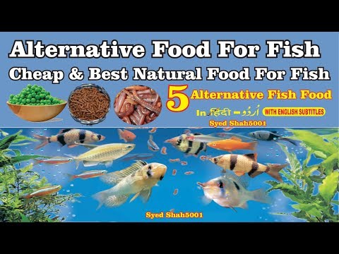 Foods for fish Best natural food 