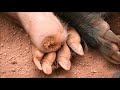 #9.4: Of the Green Sahara and the Farmer Hero - Eternal Symbolism -