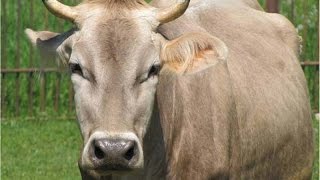 Top 10 dairy cow breeds