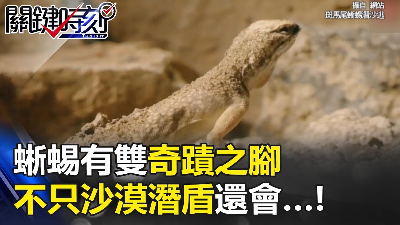 見識真正 貼地飛行 蜥蜴有雙 奇蹟之腳 不只沙漠 潛盾 還會 關鍵時刻 3 黃創夏 Youtube 見識真正 貼地飛行 蜥蜴有雙 奇蹟之腳 不只沙漠 潛盾 還會 關鍵時刻 3 黃創夏 Youtube
