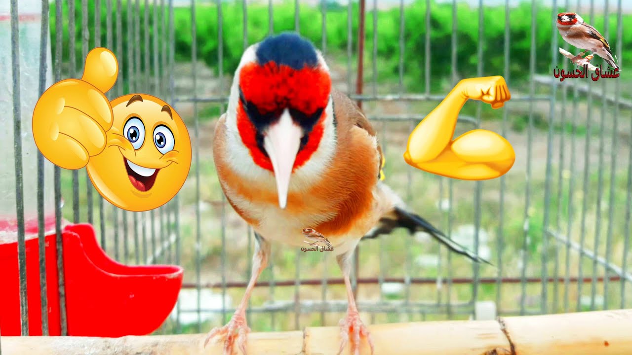 Kim koproq qoyishi mumkin bolgan video porno musobaqasi