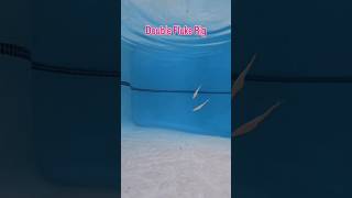 Bass Fishing. ( Double Fluke Rig Under Water Footage ) #shorts #fishing