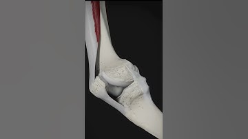 movement of the patella and function of tibial collateral ligament