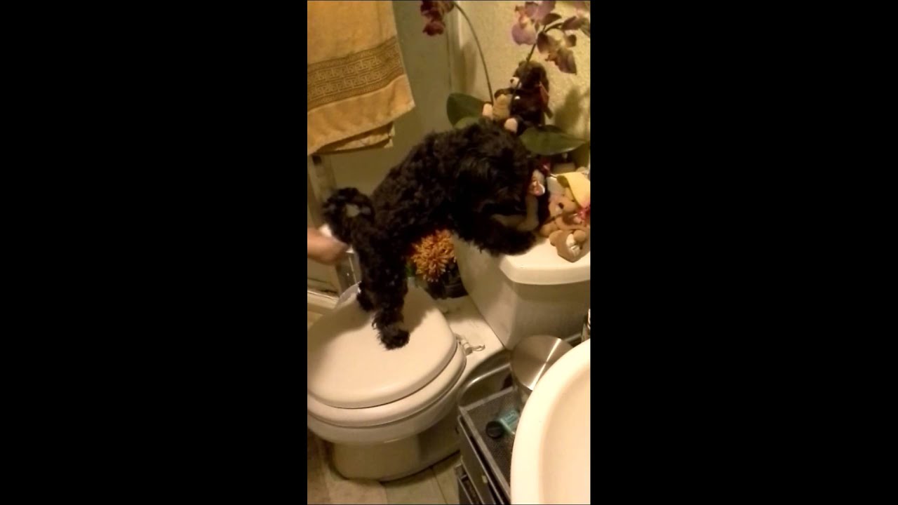 Cleaning Dogs Booty After Pooping Mini Orchid 15' YouTube