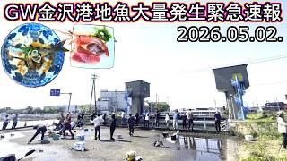 金沢回転寿司🍣孤独のグルメ旅行 石川県 観光は近江町市場だけじゃない‼金沢港いきいき魚市 鰯イワシ大漁 能登産本マグロ シマエビ海老 GW連休 混雑渋滞事故 ライブカメラ 釣り サビキ 初心者 漁師