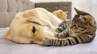 Adorable Golden Retriever Tries to Make Friends with Funny Kitten!