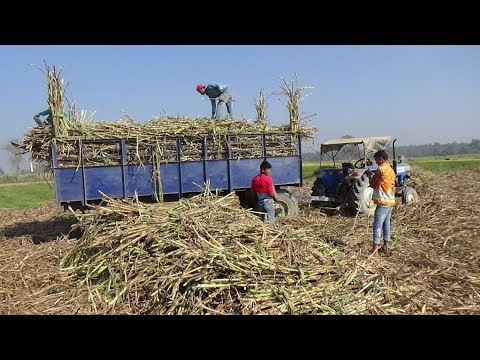 उखु किसानको समस्या समाधान गर्न कांग्रेसको माग, प्रदेश सरकारले दियो ३ दिनको समय