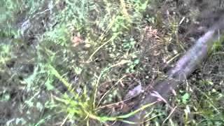 A Skunk Ape trail is found