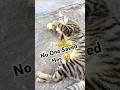 THIS CAT LOST CONTROL… TO CHICKENS?! 😳 #shorts #animals