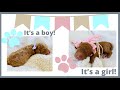 What it’s like to raise newborn puppies! The truth about Goldendoodles!
