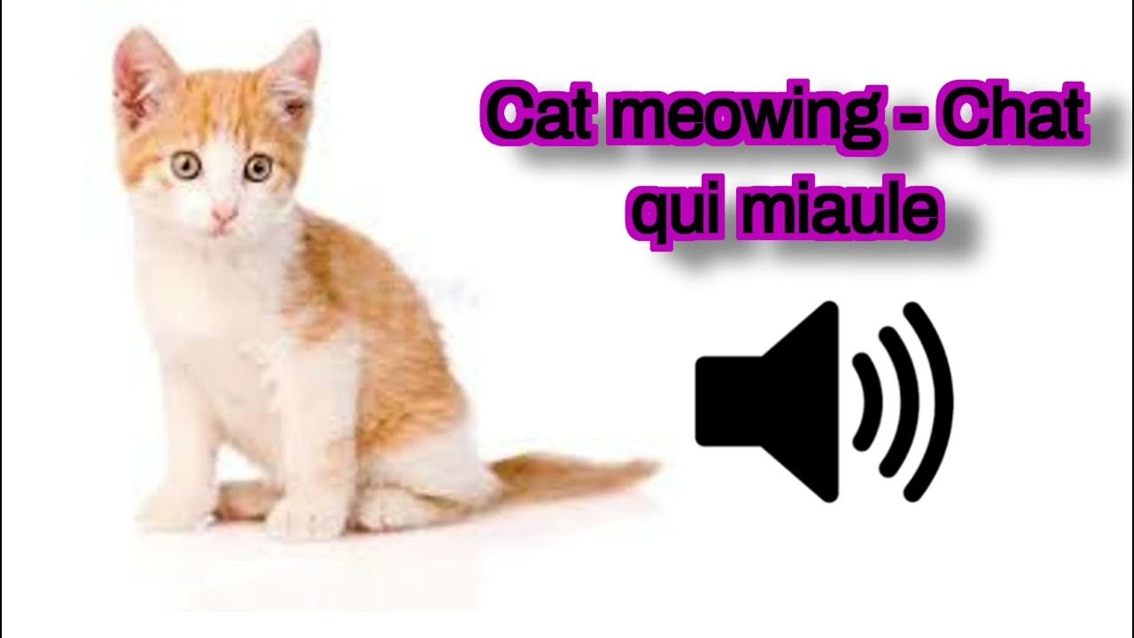 Cat Meowing Chat qui miaule (To attrack your cat!) YouTube