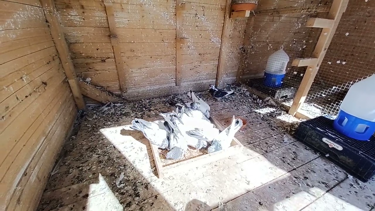 الاسباب الي تخلي الحمام ما يطير بصورة صحيحة