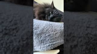 Pasta Hayattan Bezmiş