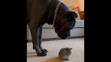 ULTIMATE Unbelievable Moments: HUGE Dogs vs Tiny Kittens… UNEXPECTED ENCOUNTERS! 😱 SadCatTV