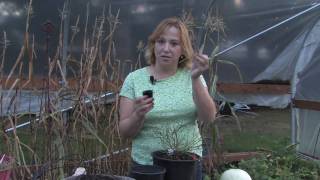 Gardening Tips : How to Root Blueberry Plants From Cuttings