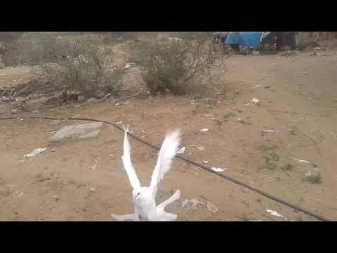 حمام قلابي
