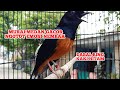 Murai Batu Medan Balak Gacor Emosi Tinggi Kicau Pidong Mp3 - Mp4 Download