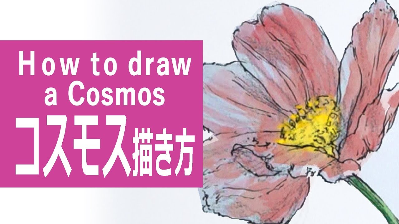 水彩絵の具のイラスト 描き方 制作過程 コスモス How To Draw A Cosmos Youtube