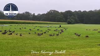 Acton in Focus  - Geese During the Rainy Morning Commute