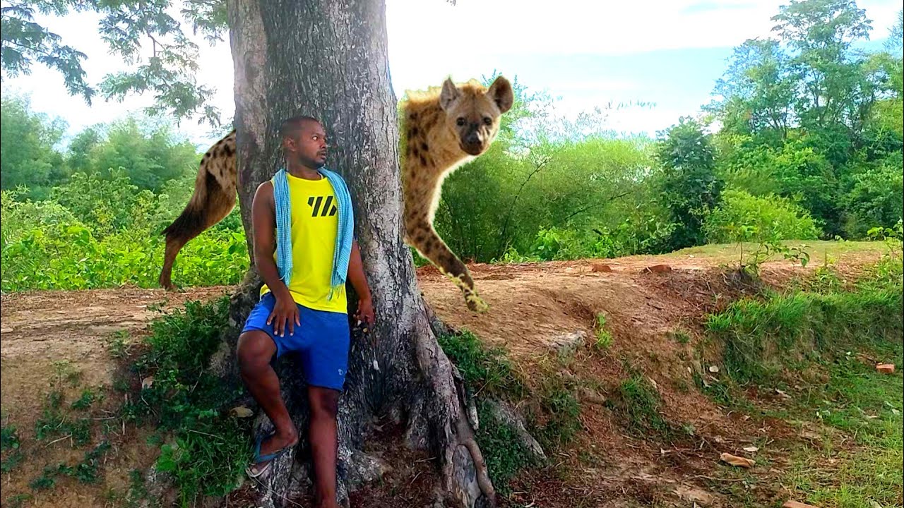 Hyena attack man in the forest  / forest chiken hunting / dangerous hyena attack man