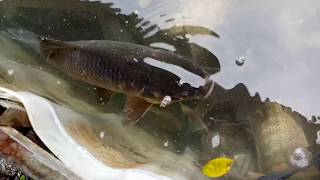 Creative Man Make Fish Trap - Amazing Fishing Video In Bd