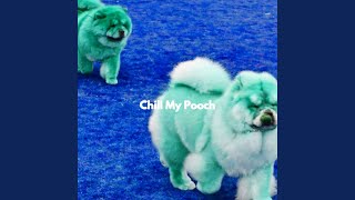 Modish Ambiance for Sleek Doggy