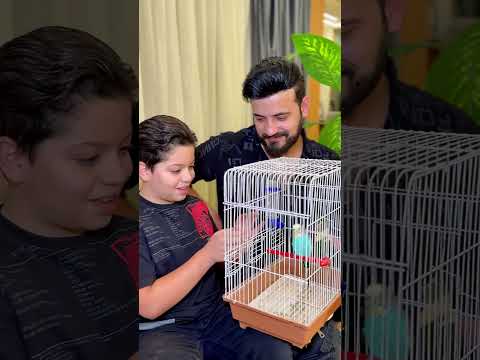 اكل العصفور     