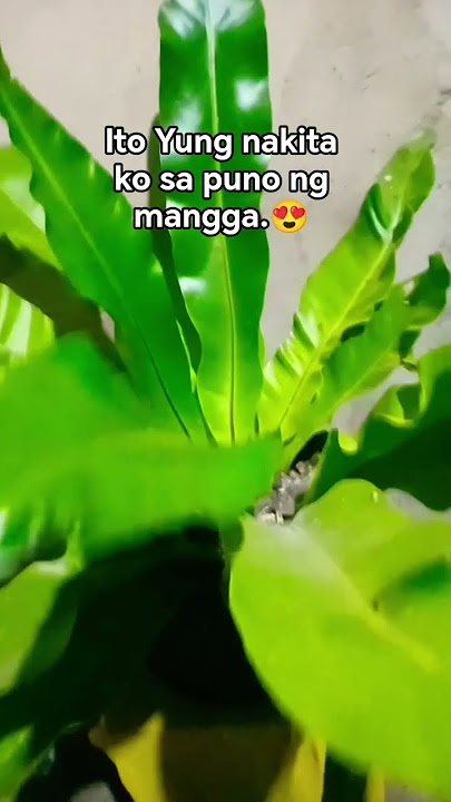 Download lagu kinuha ko agad, at tinanim sa Plorera. #flower #highlight #everyone #provincelife #fyp #love #fy