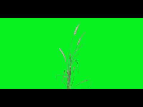 Green screen grass flower effect| No Watermark| Free to Use - YouTube