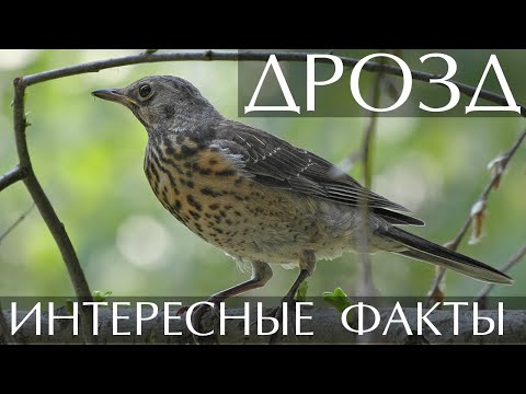 Видео: Дрозд - красив вредител