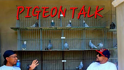 Pigeon Talk with Sam Smitty: What makes a pigeon r...