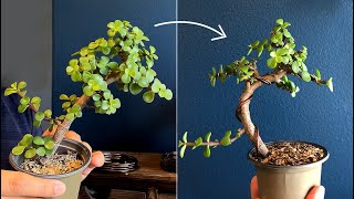 Wiring a Portulacaria Afra for bonsai - Little Jade Bonsai