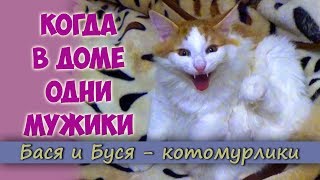 Чем Занимаются Коты Когда в Доме Одни Мужики? Чем Занимаются Коты Когда в Доме Одни Мужики?